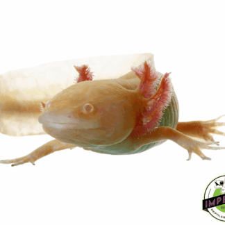 Albino Axolotl (2-3")