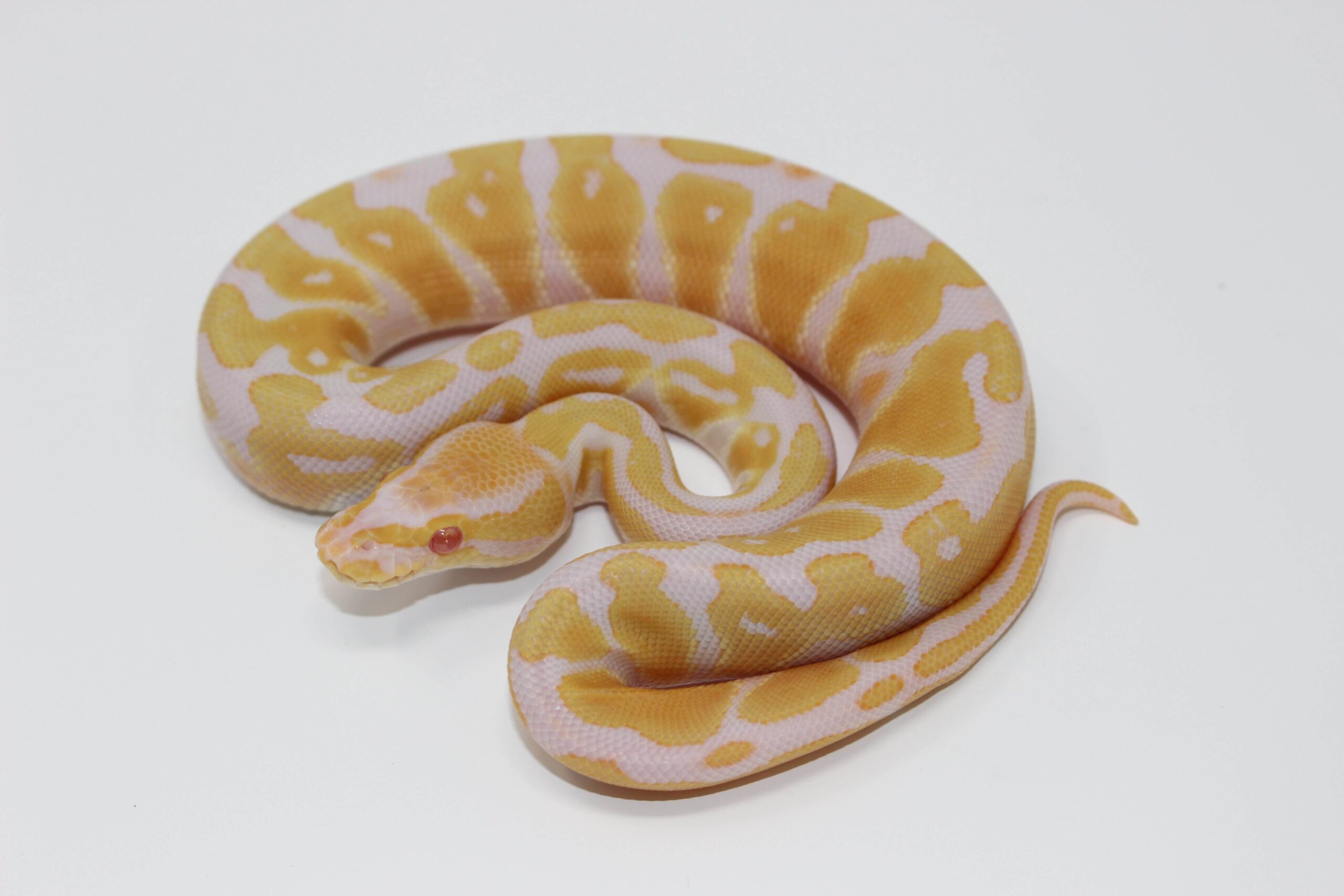 Albino Ball Python - Image 3