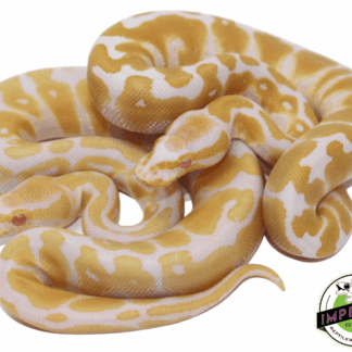 Albino Ball Python