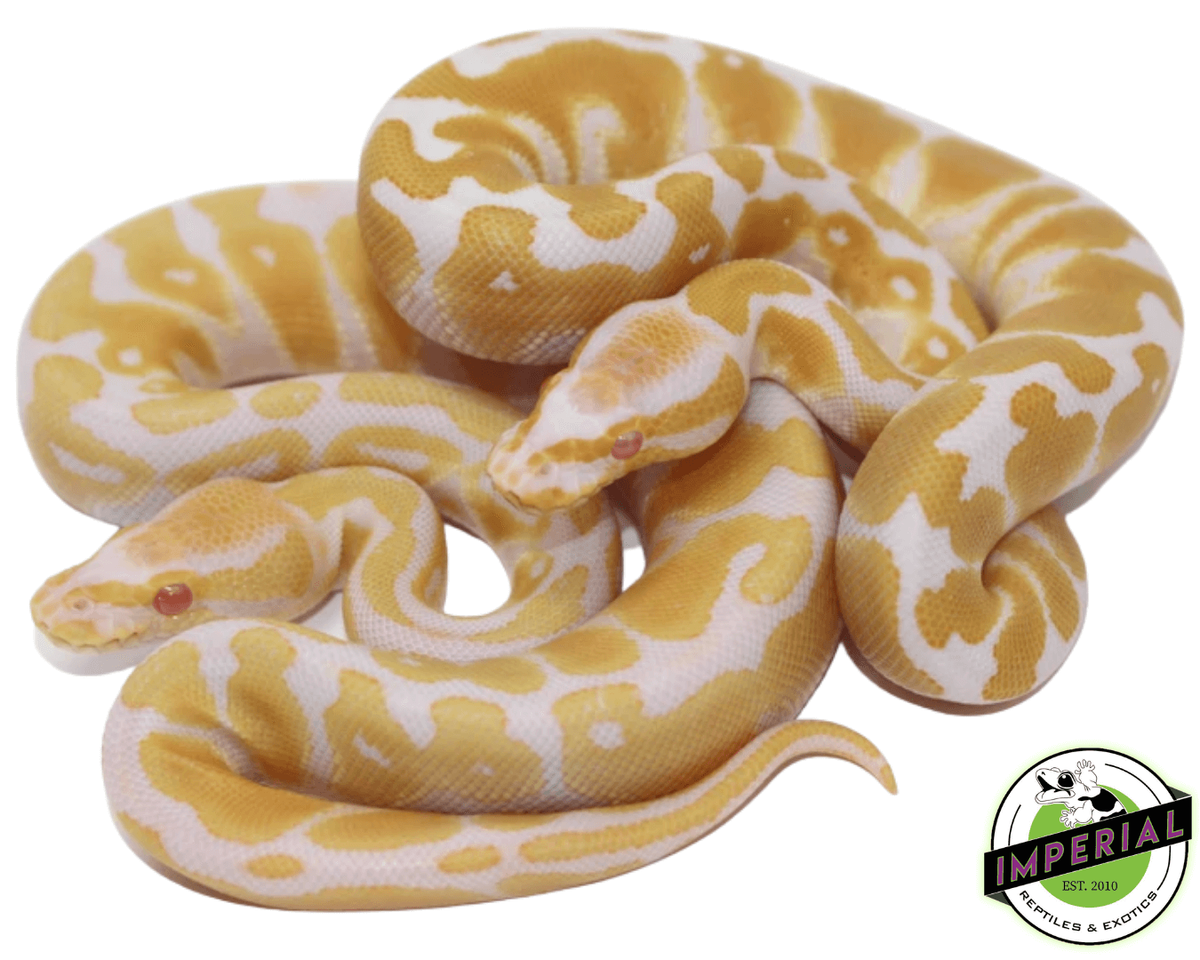 Albino Ball Python