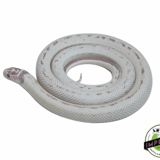 Albino Banana California Kingsnake