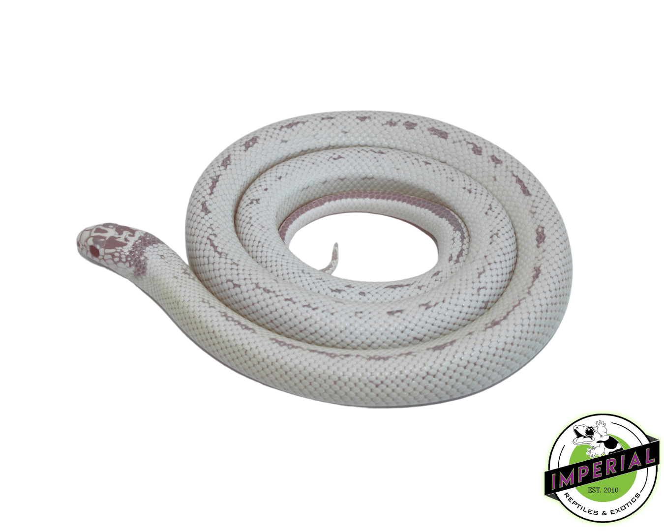 Albino Banana California Kingsnake