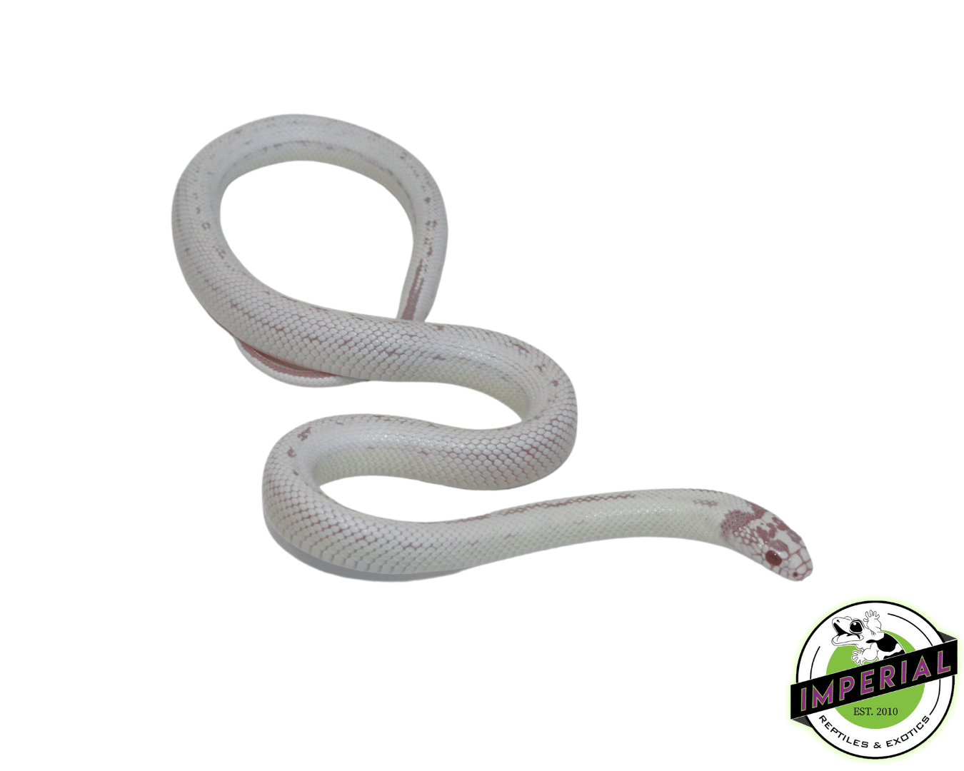 Albino Banana California Kingsnake - Image 2