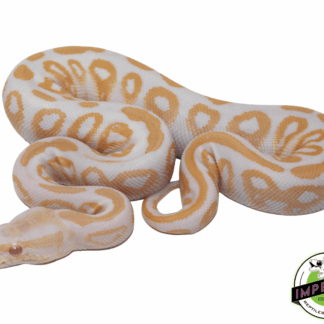 Albino Black Pastel Ball Python