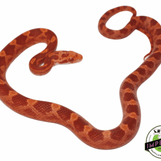 Albino Blood Red Corn Snake