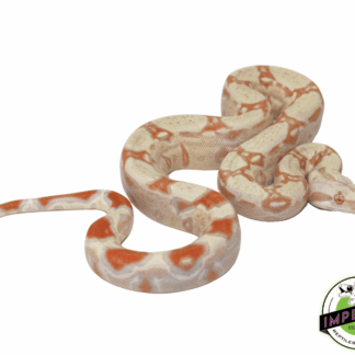 Albino Colombian Boa Baby