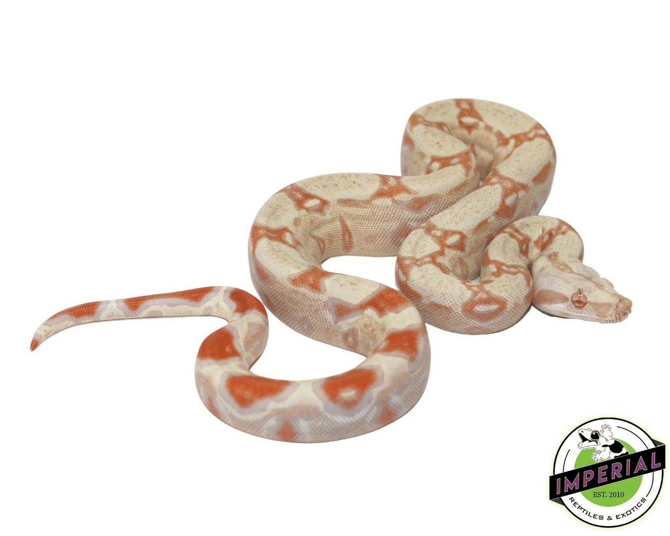 Albino Colombian Boa Baby