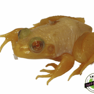 Albino Bullfrog Baby