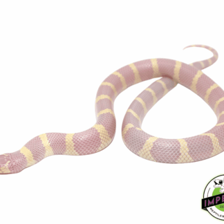 Albino California Kingsnake Baby