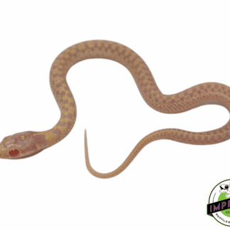 Albino Checkered Garter Snake Baby