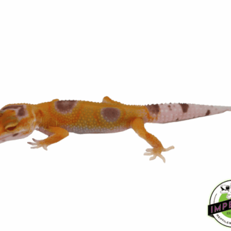 Albino Clown Leopard Gecko Baby