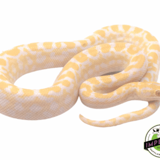 Albino Colombian Rainbow Boa