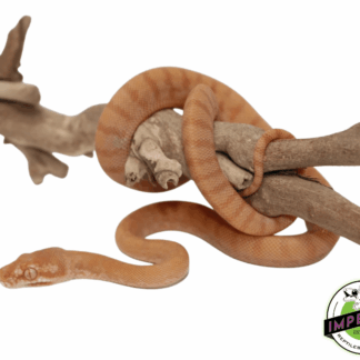 Albino Darwins Carpet Python Baby