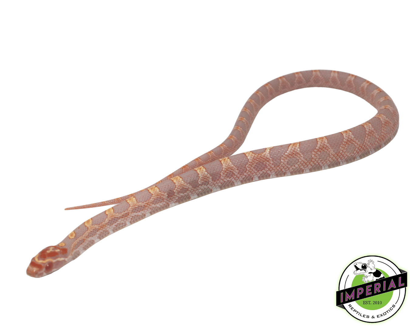 Albino Extreme Okeetee Cornsnake - Image 2