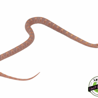 Albino Extreme Okeetee Cornsnake