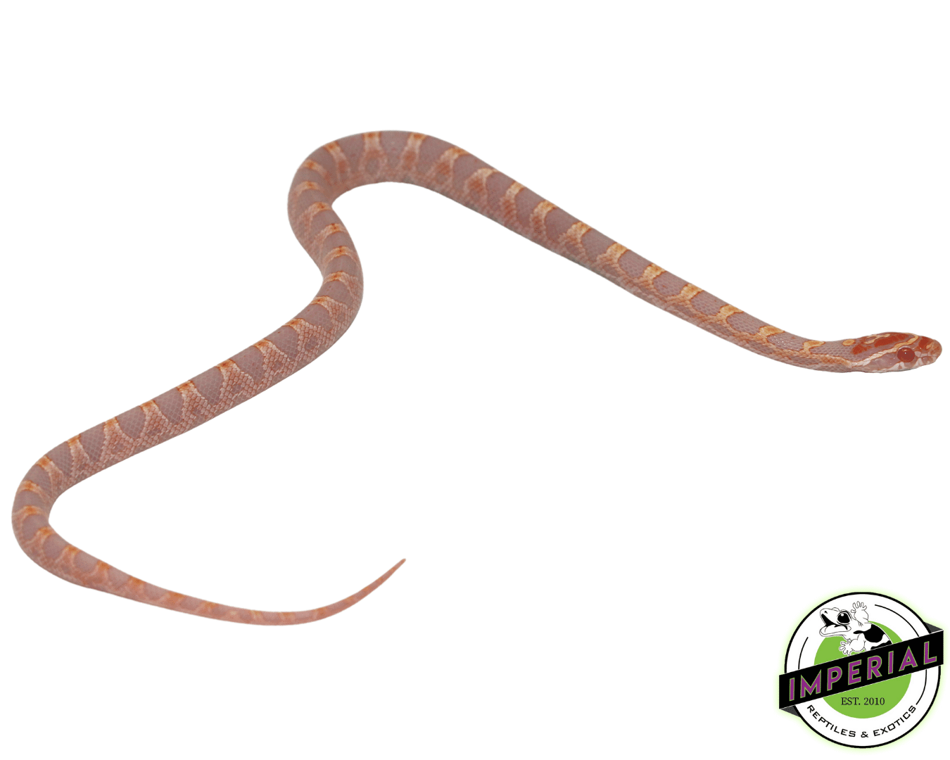 Albino Extreme Okeetee Cornsnake