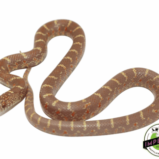 Albino Brooks Kingsnake Baby