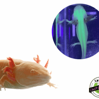 GFP Albino Axolotl (4-5")