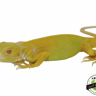 Albino Green Iguana Juvenile