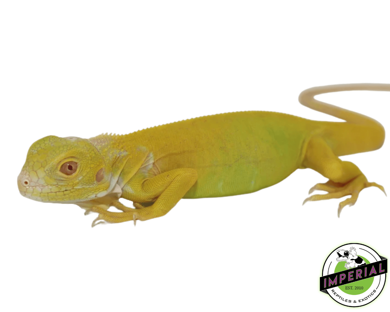 Albino Green Iguana Juvenile
