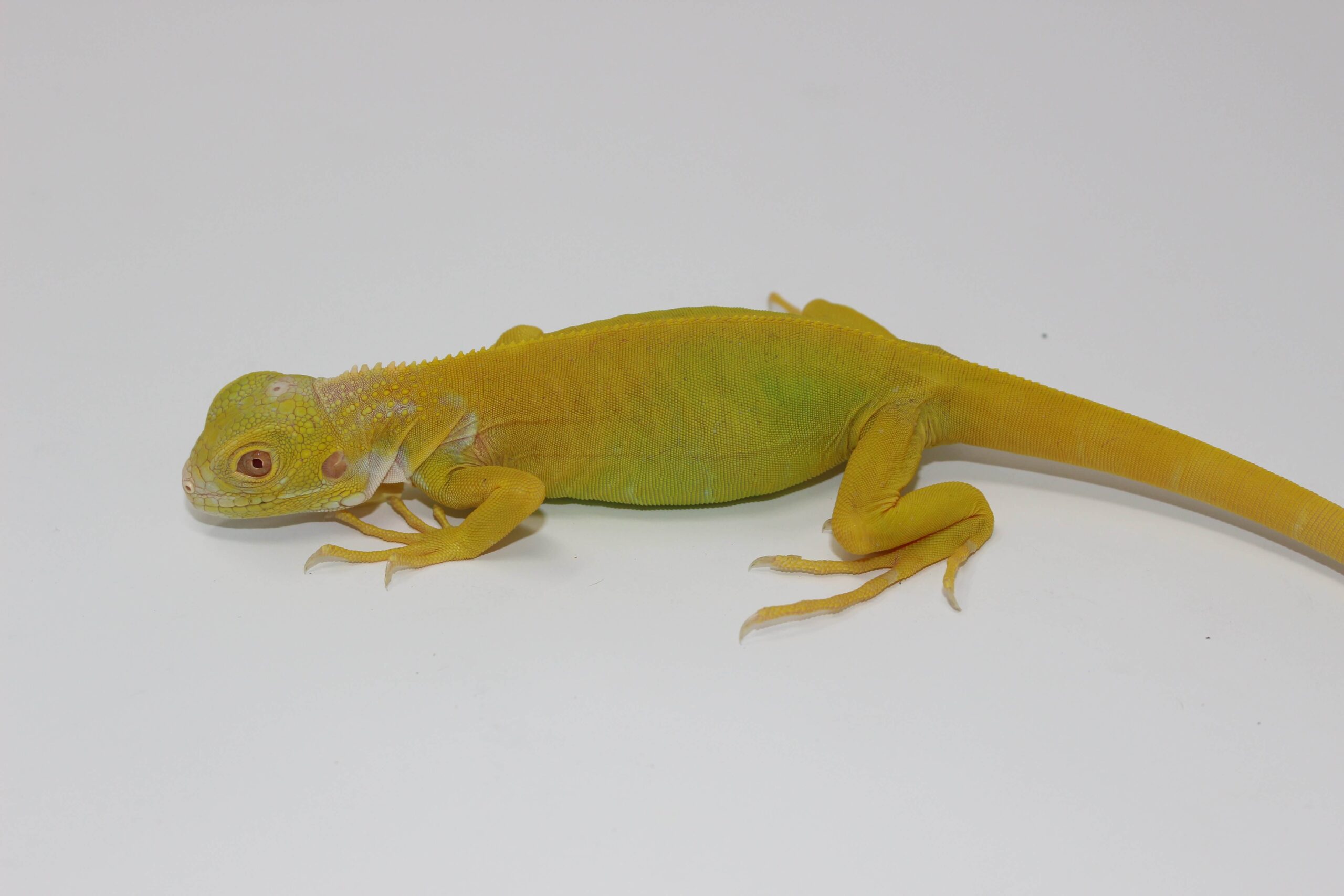 Albino Green Iguana Juvenile - Image 2