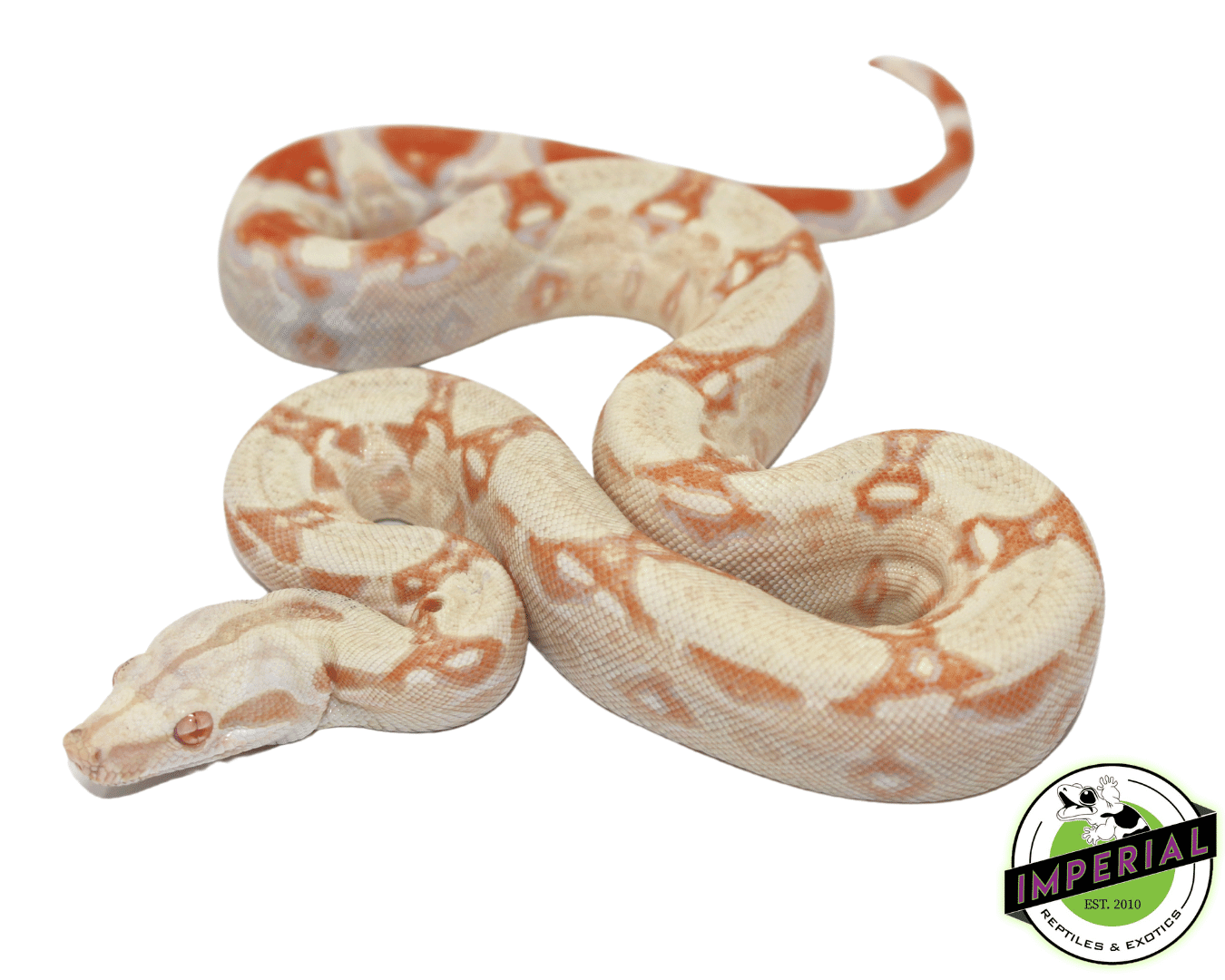 Albino Colombian Boa Baby - Image 2