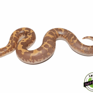 Albino Kenyan Sand Boa Baby