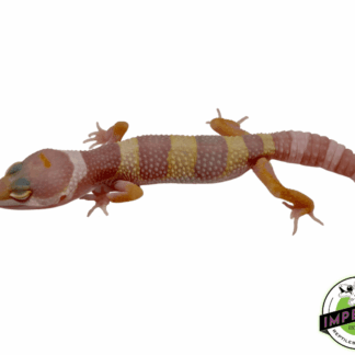 Albino Leopard Gecko Baby
