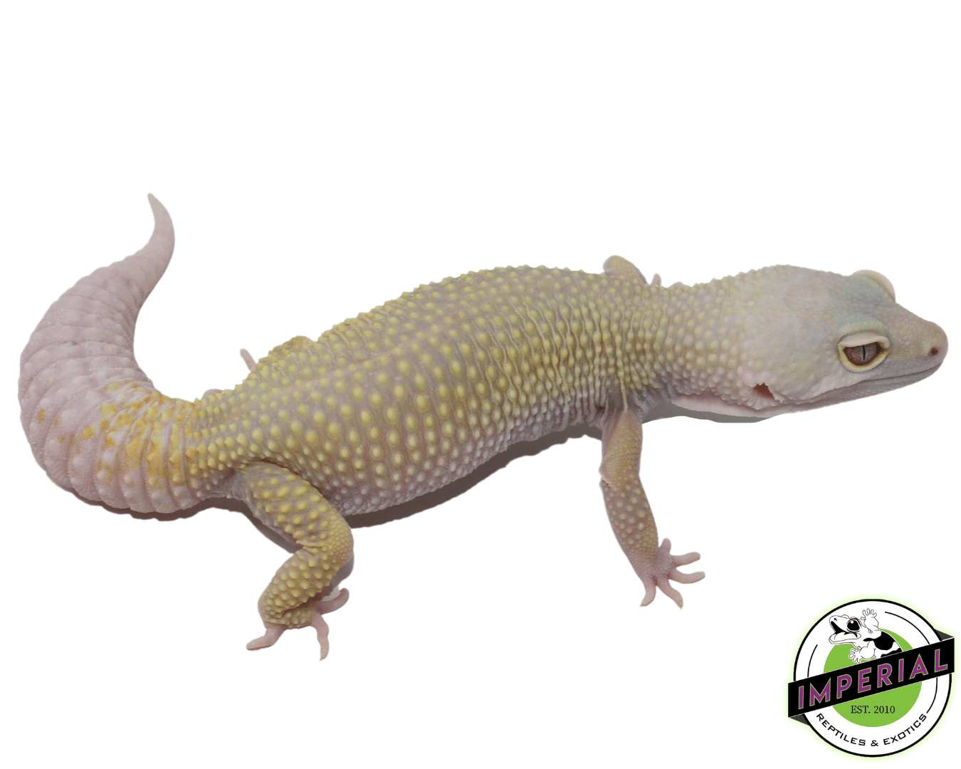 Albino Leucistic Leopard Adult Female - Image 2