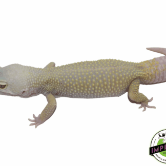 Albino Leucistic Leopard Adult Female