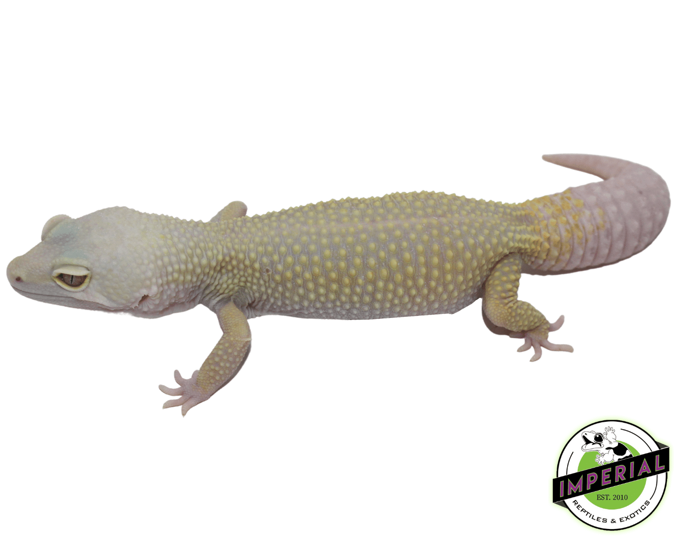 Albino Leucistic Leopard Adult Female