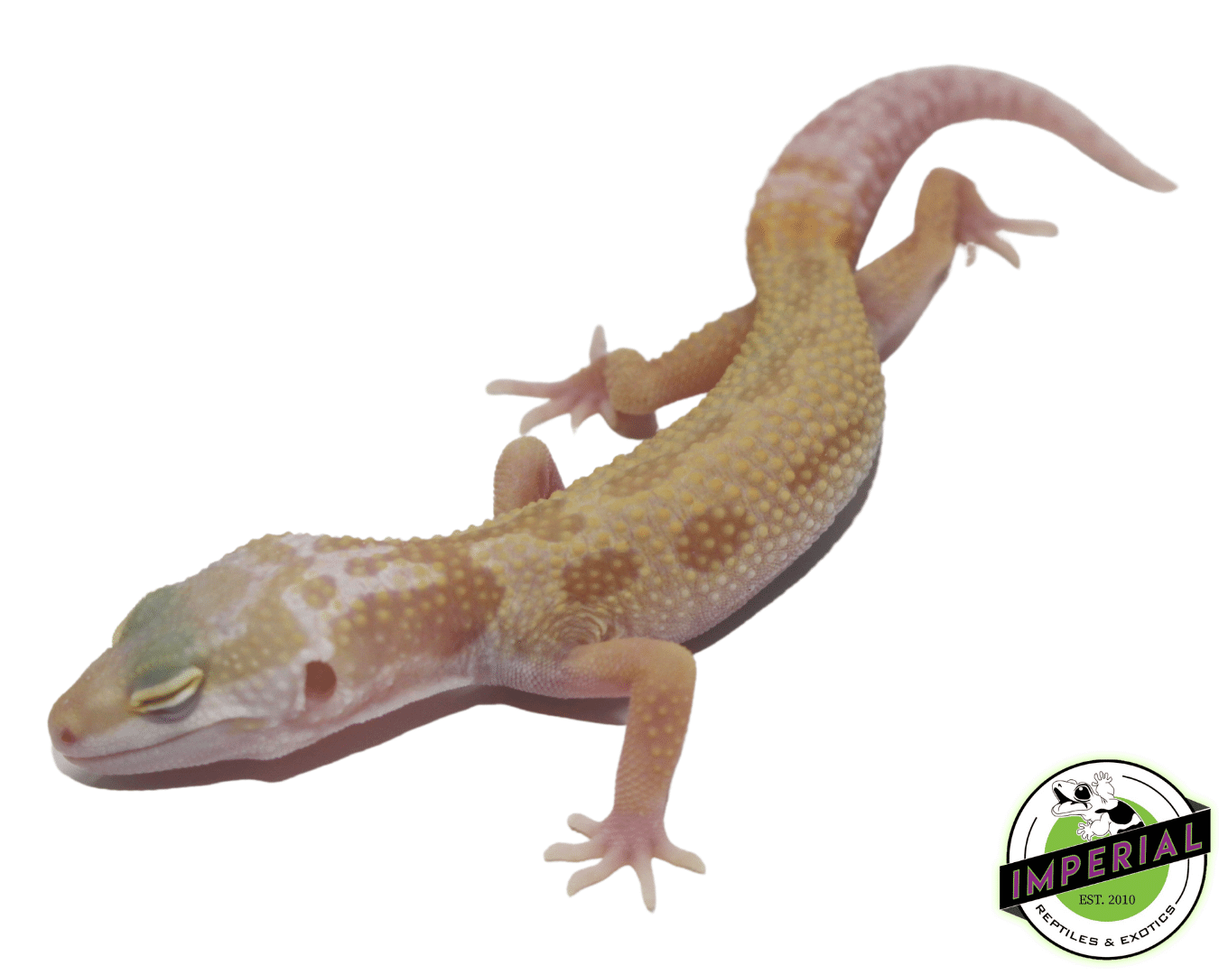 Albino Leucistic/Patternless Leopard Gecko Baby - Image 2