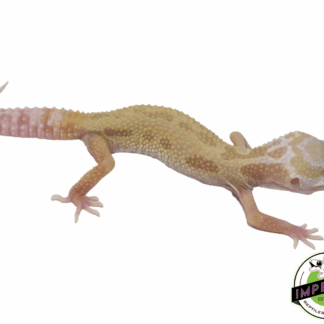 Albino Leucistic/Patternless Leopard Gecko Baby