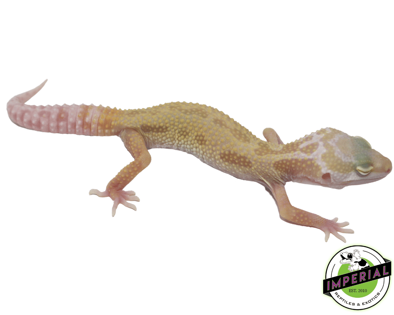 Albino Leucistic/Patternless Leopard Gecko Baby