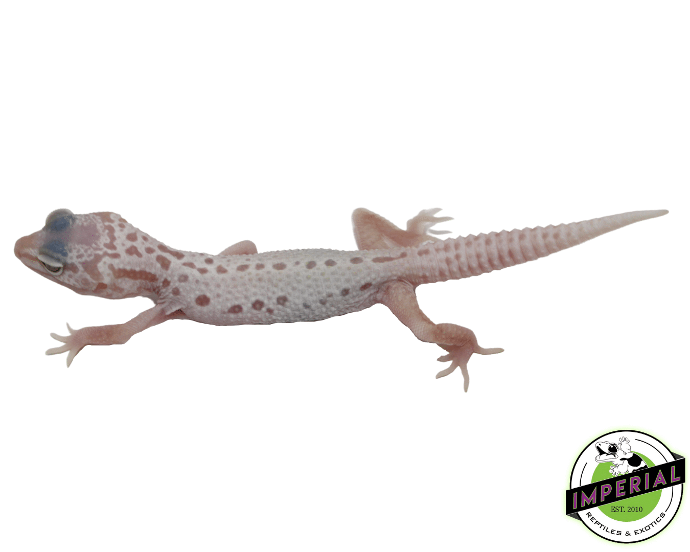 Albino Mack Snow Leucistic Leopard Gecko Baby - Image 2