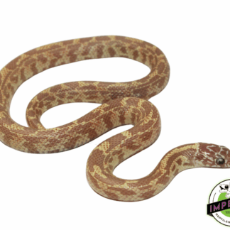 Baby Albino Mosaic Florida Kingsnake