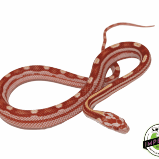 Albino Motley Corn Snake Baby