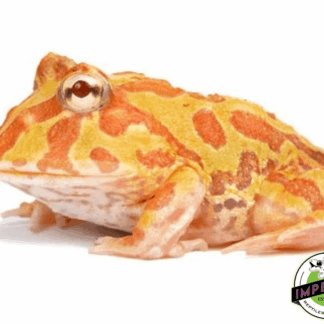 Albino Pacman Frog Baby