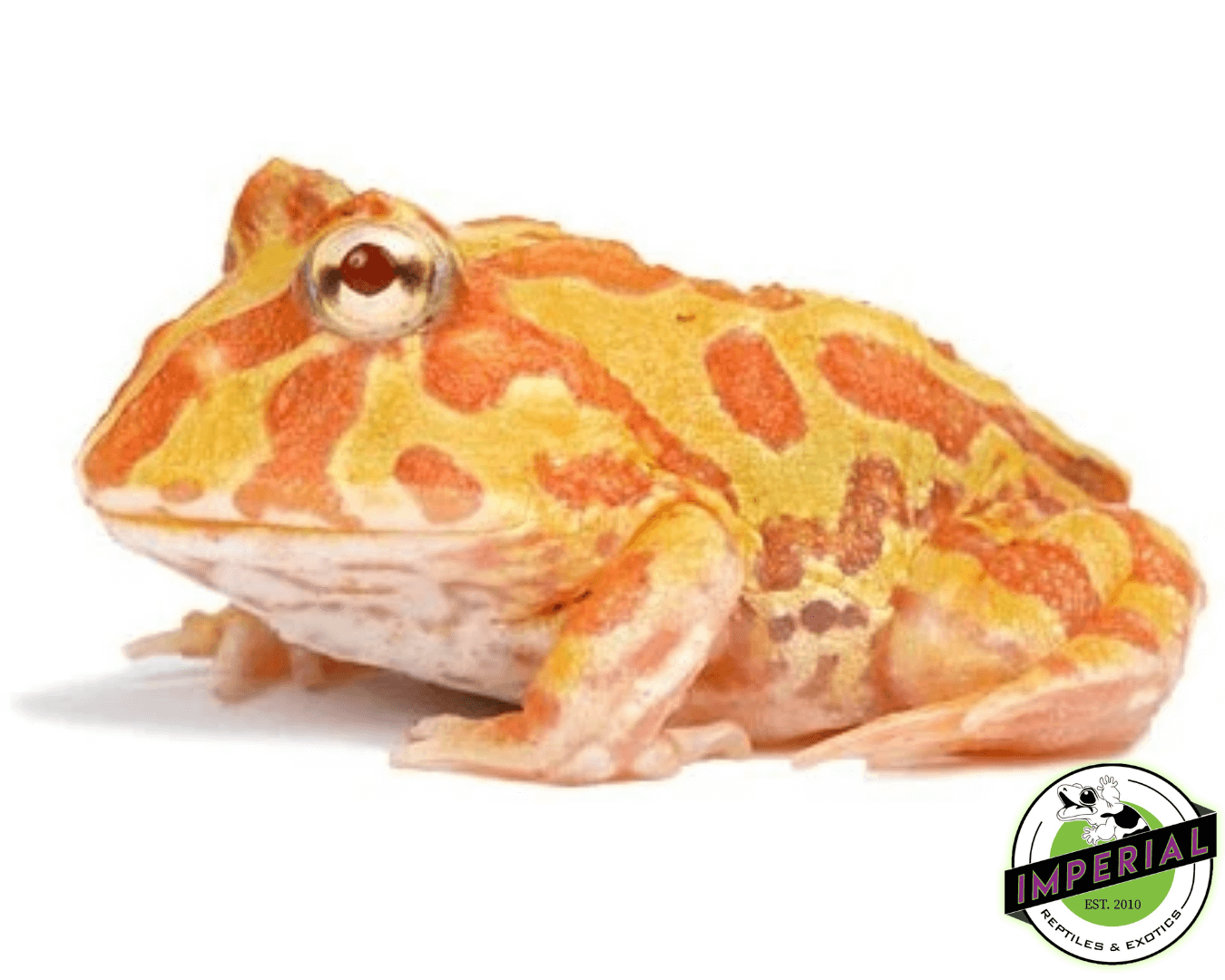 Albino Pacman Frog Baby
