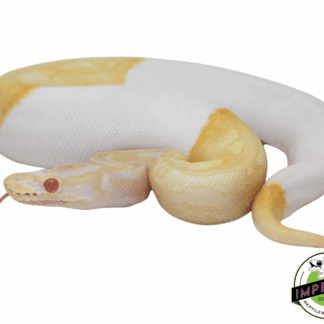 Albino Pied Ball Python Baby