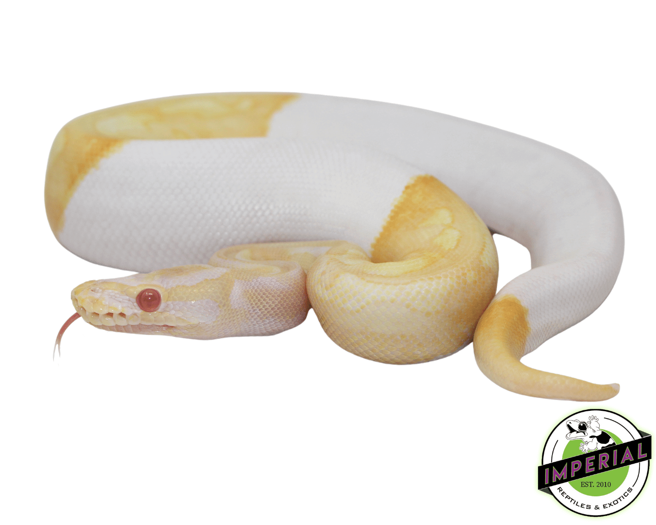 Albino Pied Ball Python Baby