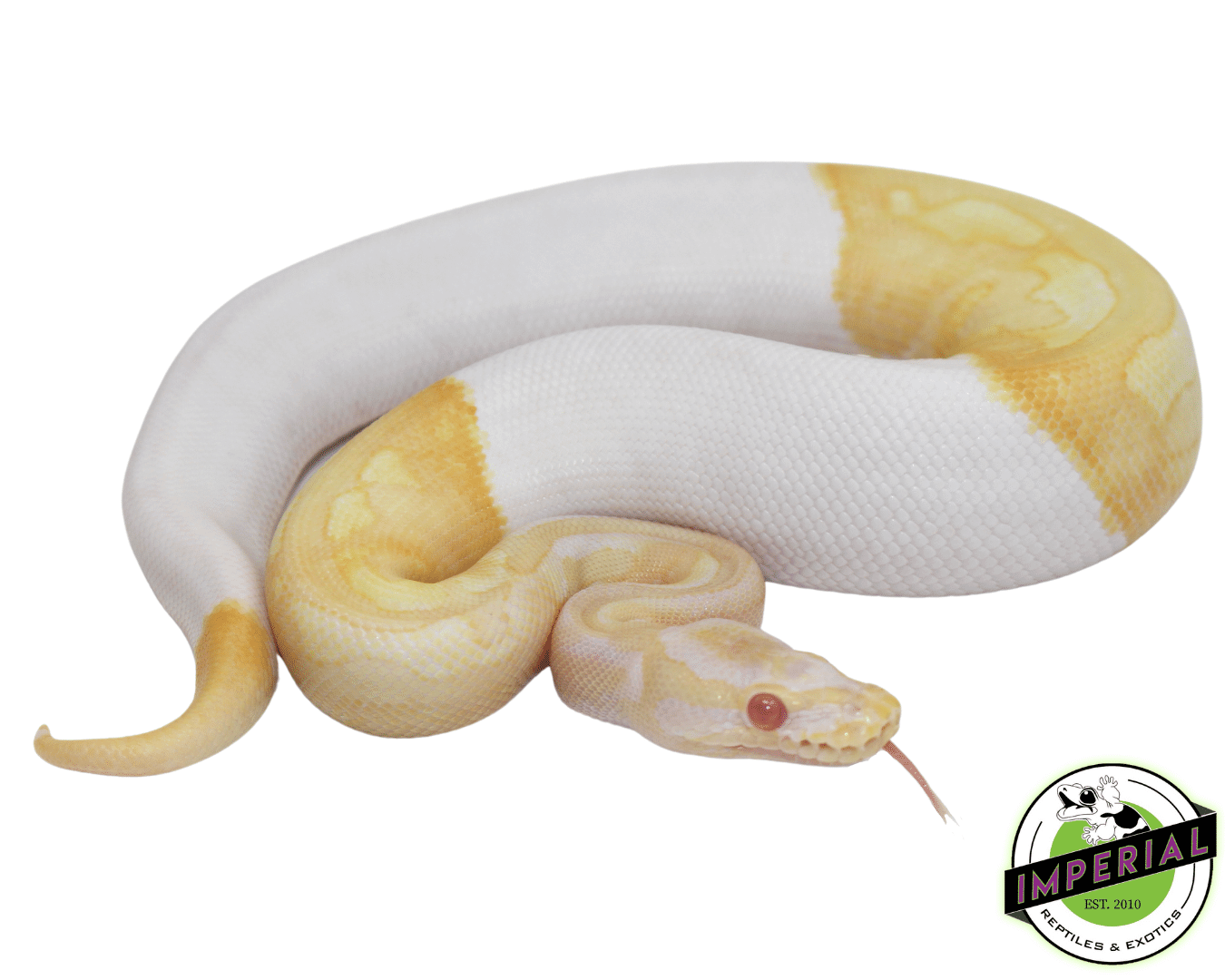 Albino Pied Ball Python Baby - Image 2