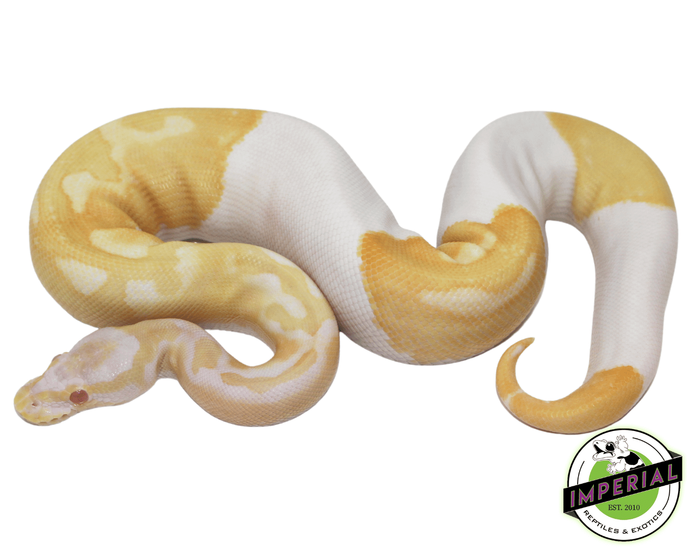 Albino Pied Ball Python Baby - Image 3