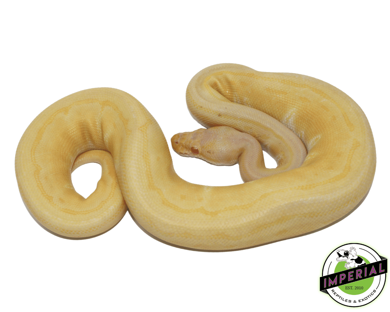 Albino Pinstripe Ball Python - Image 2