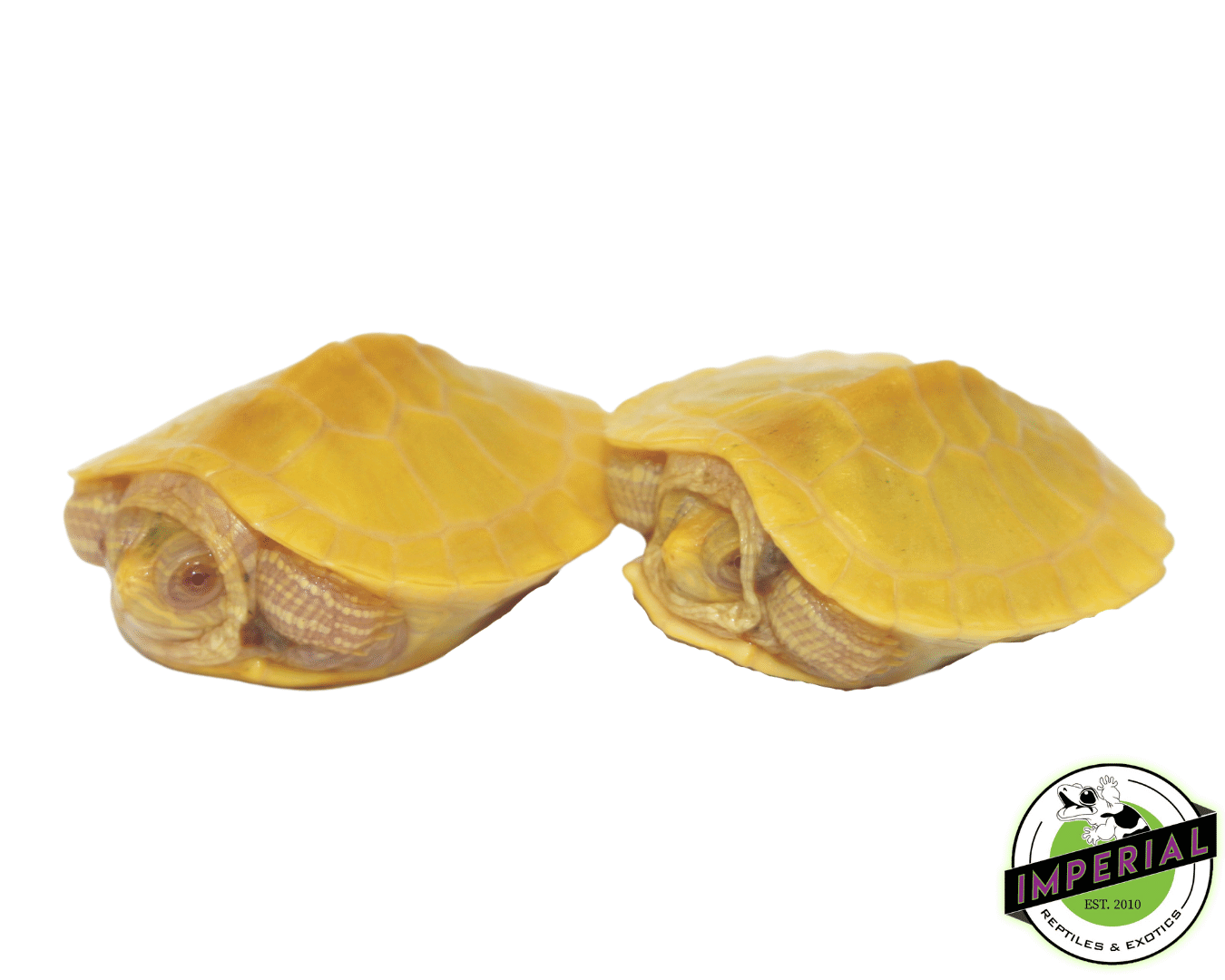 Albino Red Ear Slider Turtle Baby - Image 3