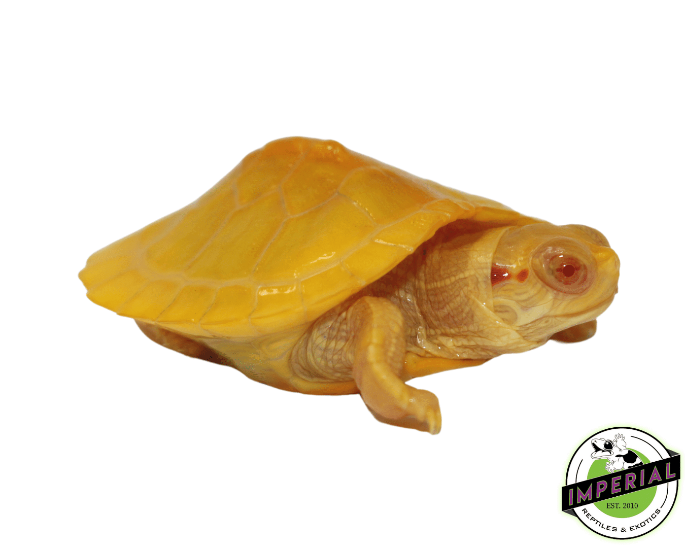 Albino Red Ear Slider Turtle Baby - Image 2