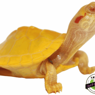 Albino Red Ear Slider Turtle Baby