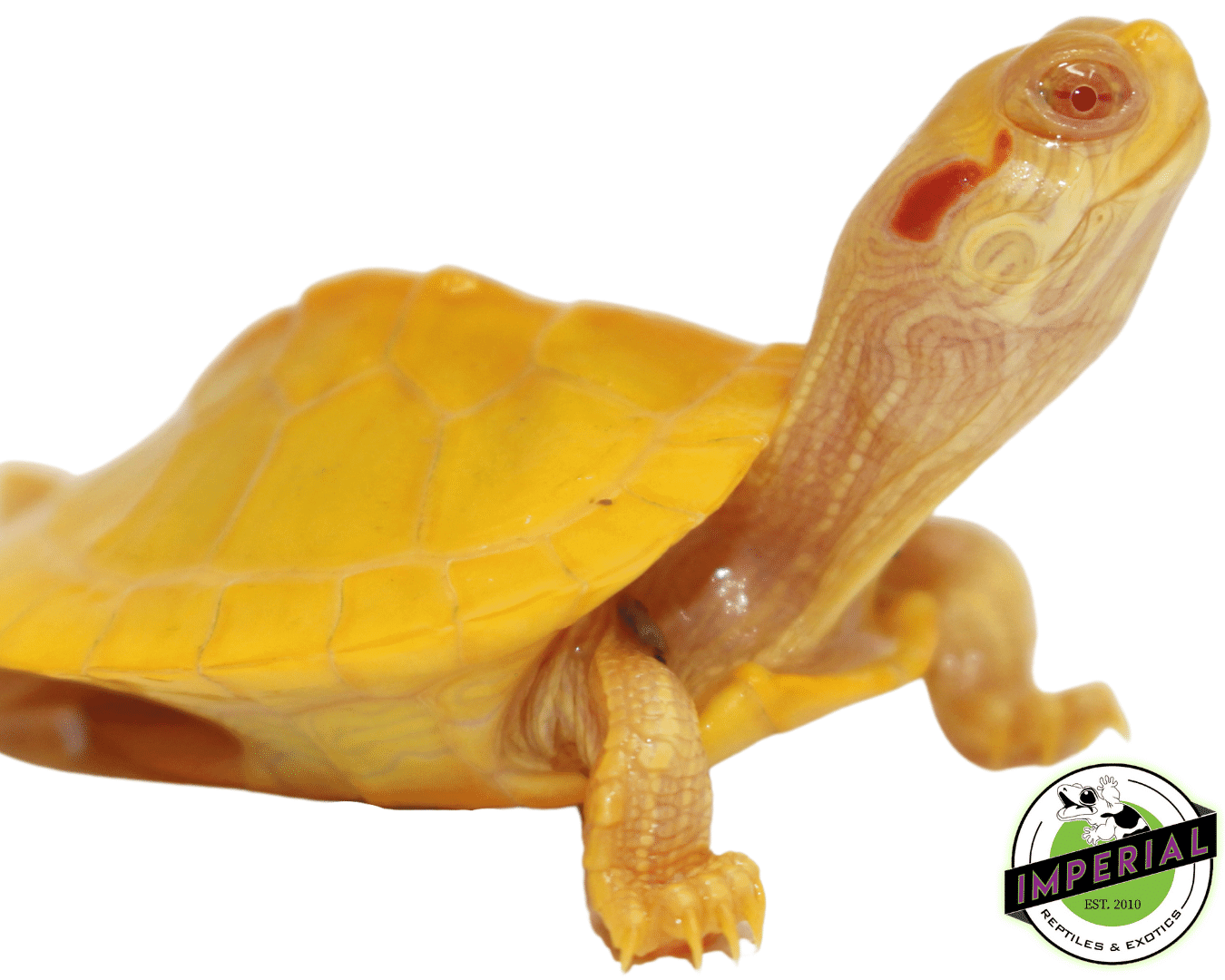 Albino Red Ear Slider Turtle Baby