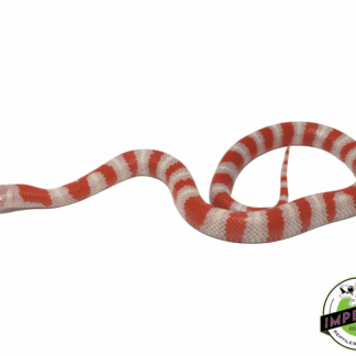 Albino Ruthven's Kingsnake