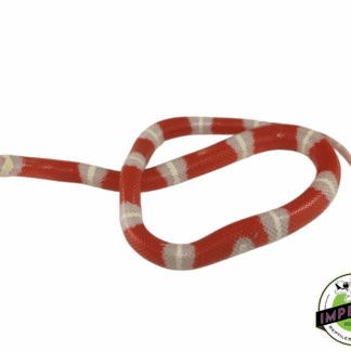 Albino Sinaloan Milk Snake